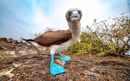 The evolutionary significance of the blue-footed booby of the Galapagos Islands likely relates to the similarity between the color of feet and the water making him less visible to underwater predators.